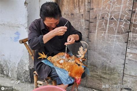 養公雞|「養雞小知識」閹雞技術圖文詳解！收藏